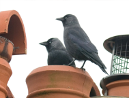 chimney-cowls-Prevent-Birds-From-Nesting-in-Your-Chimney